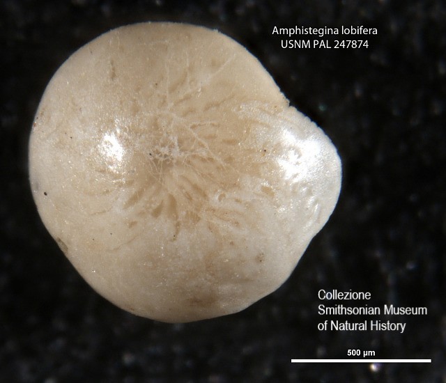 A_lobifera_Smithsonian.jpg