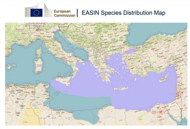 Figura 2 - Espansione geografica di Amphistegina lobifera nel Mediterraneo. Fonte EASIN (https ://easin.jrc.ec.europa.eu/easin)